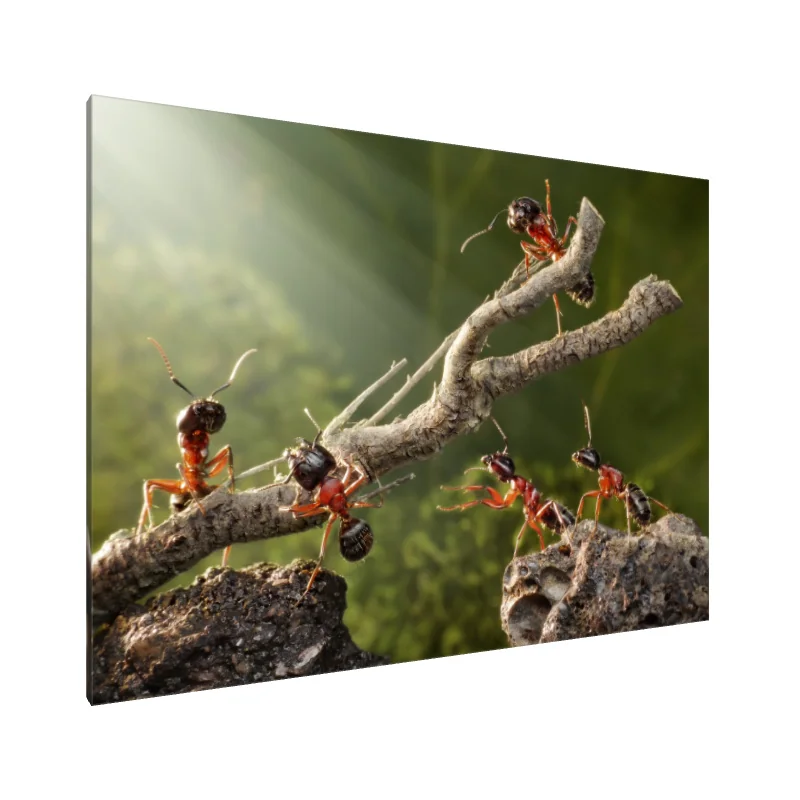 Tablou Canvas: Paradă de furnici: Geniile naturii - Image 1