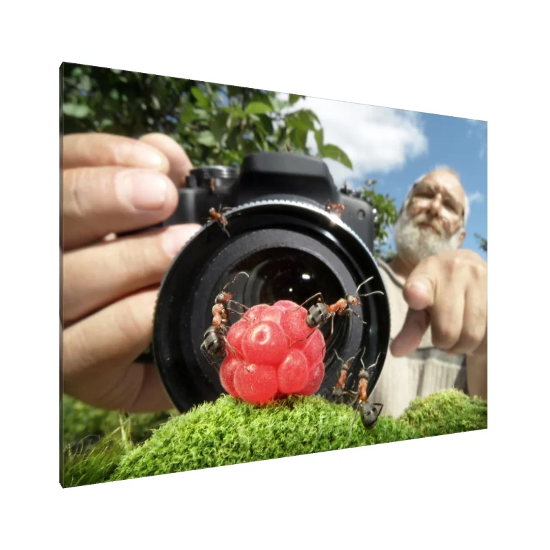 Tablou Canvas: Furnicile și Paparazzi de fructe de pădure - Image 1