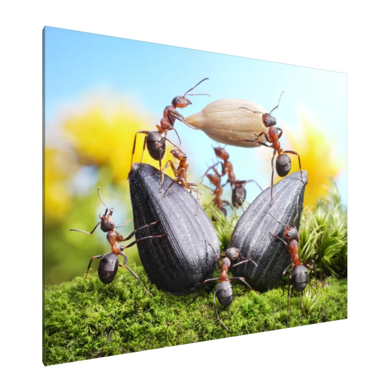 Tablou Canvas: Furnicile la lucru: Echipa Naturii