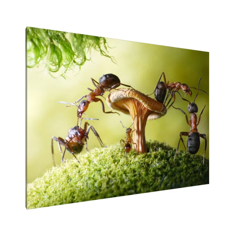 Tablou Canvas: Baletul Pădurii Furnicilor - Image 1