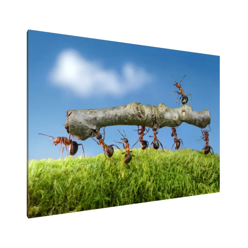 Tablou Canvas: Furnici în Acțiune: Unitate în Mișcare - Image 1