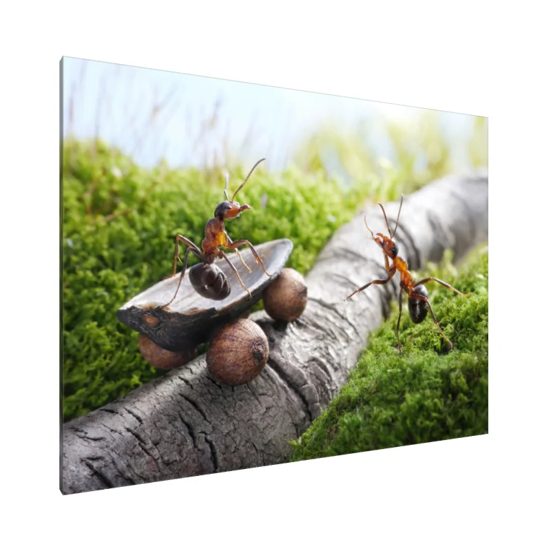 Tablou Canvas: Furnici într-o aventură - Image 1