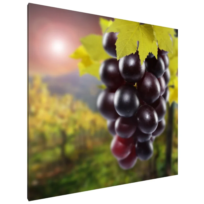 Tablou Canvas: Viță bogată