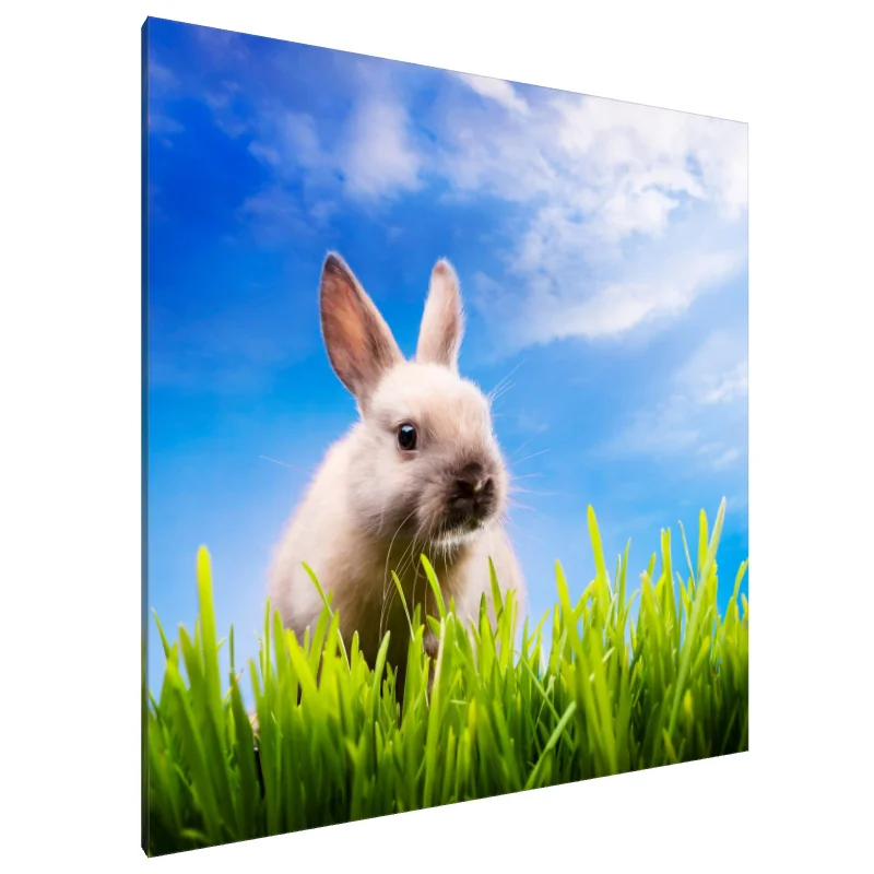 Tablou Canvas: Fericire de iepuraș - Image 1