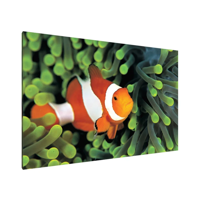 Tablou Canvas: Paradisul Peștilor Clovn