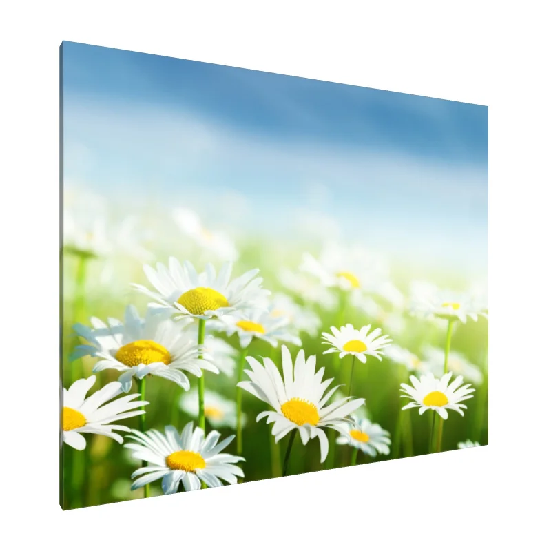 Tablou Canvas: Vise cu margarete