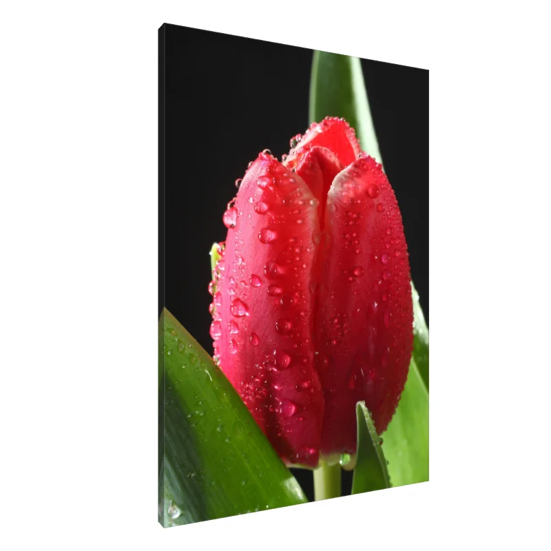 Tablou Canvas: Eleganță cu rouă (1)