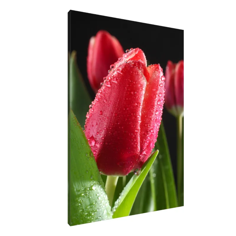 Tablou Canvas: Eleganță cu rouă