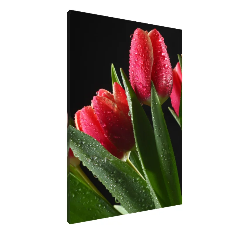 Tablou Canvas: Eleganța lalelei îmbibate de rouă