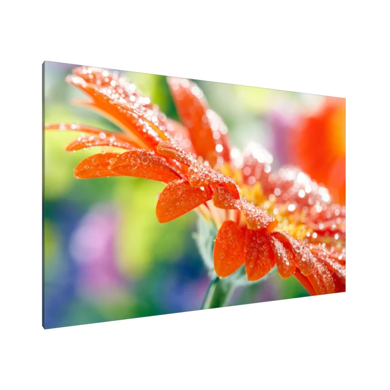 Tablou Canvas: Deliciu cu rouă