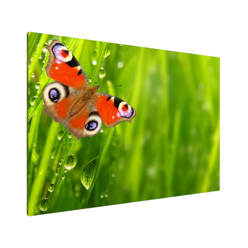 Tablou Canvas: Aripile Încântătoare - Image 1