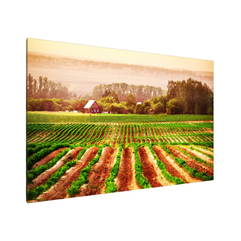 Tablou Canvas: Câmpuri de liniște