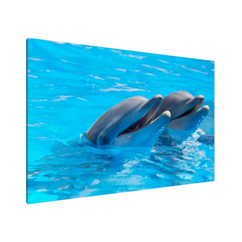 Tablou Canvas: Duo vesel de delfini - Image 1