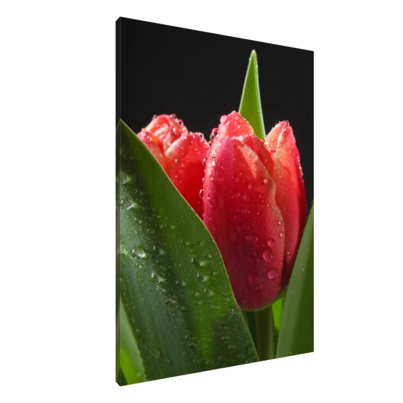 Tablou Canvas: Flori de dimineață