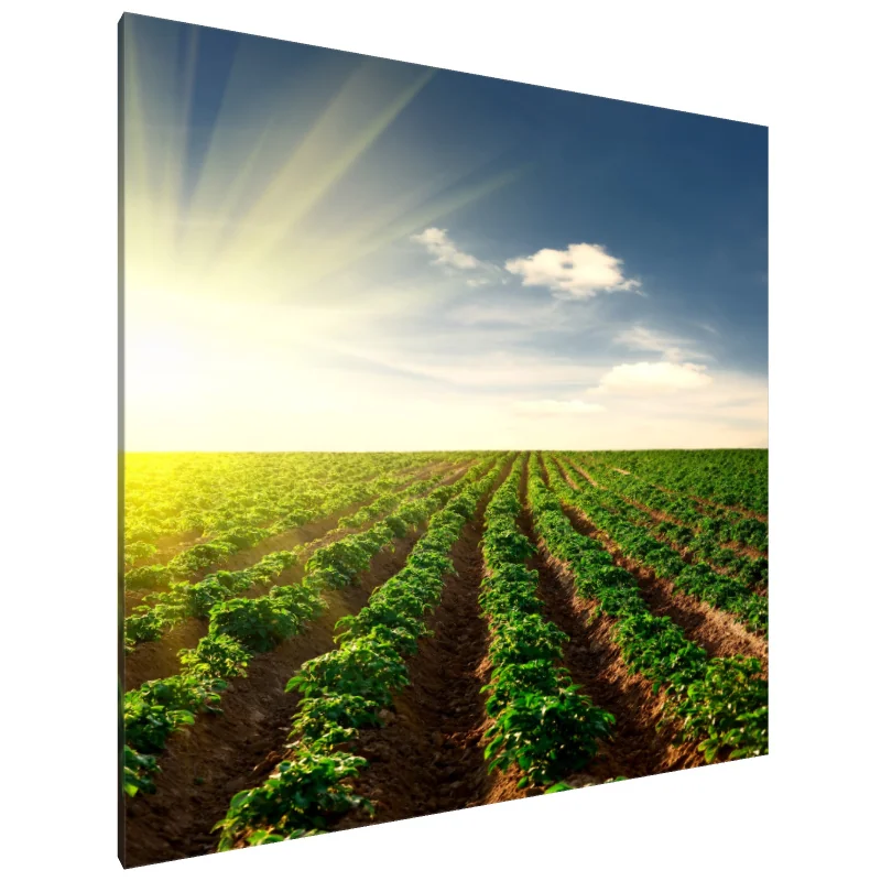 Tablou Canvas: Simfonia Solară