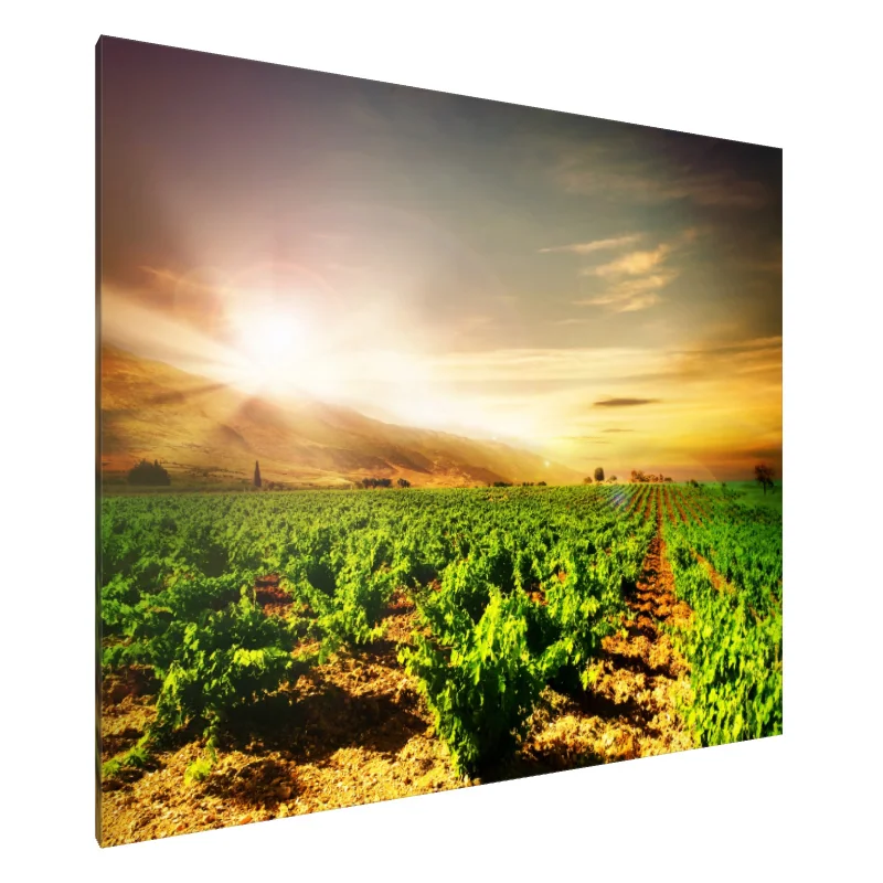 Tablou Canvas: Seninătatea viei îmbătate de soare