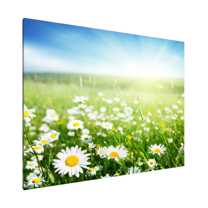 Tablou Canvas: Vis cu margarete luminate de soare