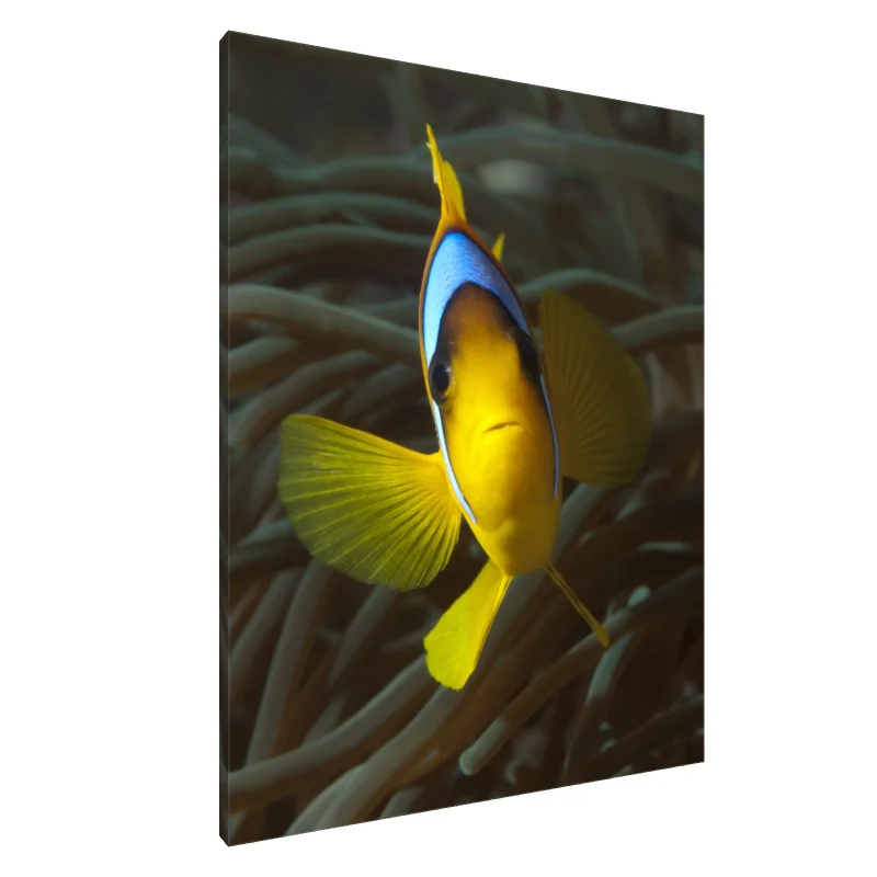 Tablou Canvas: Măreția vibrantă a recifului