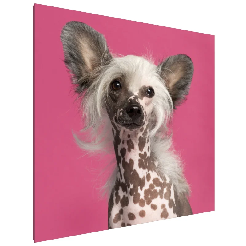 Tablou Canvas: Eleganță plină de farmec