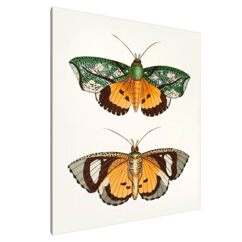 Tablou Canvas: Aripile Fanteziei