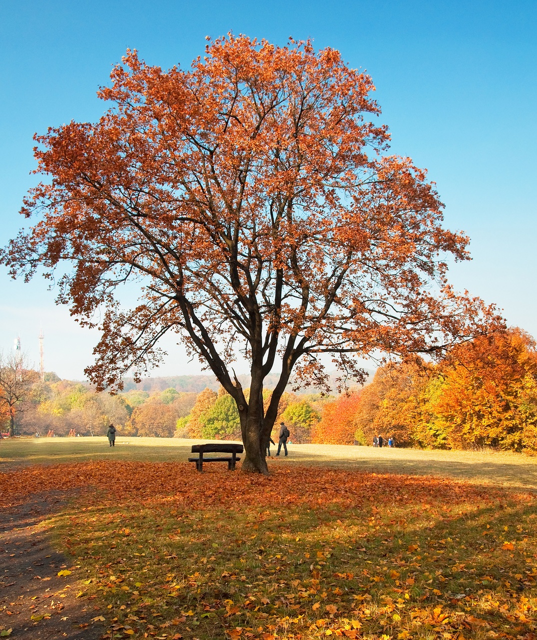 Tablou Canvas: Serenadă de Toamnă - Thumbnail 2