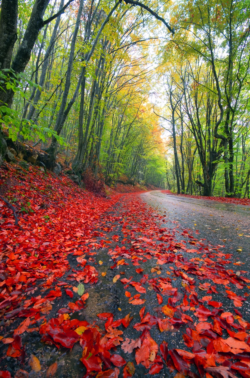 Tablou Canvas: Alei Cremisi - Thumbnail 2