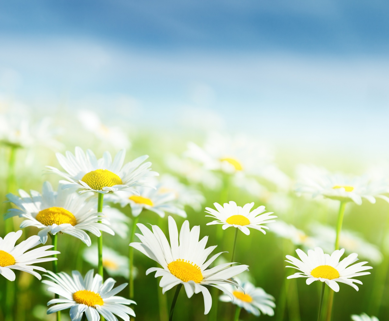 Tablou Canvas: Vise cu margarete - Thumbnail 2