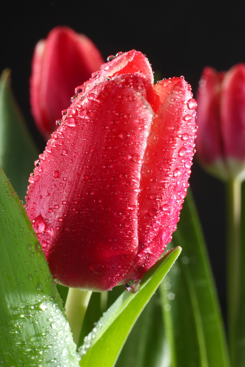 Tablou Canvas: Eleganță cu rouă - Thumbnail 2