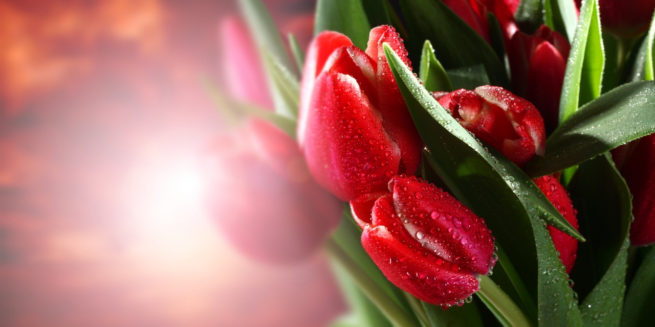 Tablou Canvas: Visul de lalele acoperite de rouă - Thumbnail 2