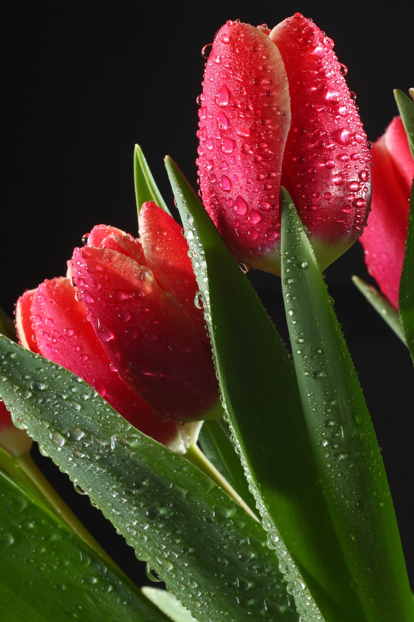 Tablou Canvas: Eleganța lalelei îmbibate de rouă - Thumbnail 2