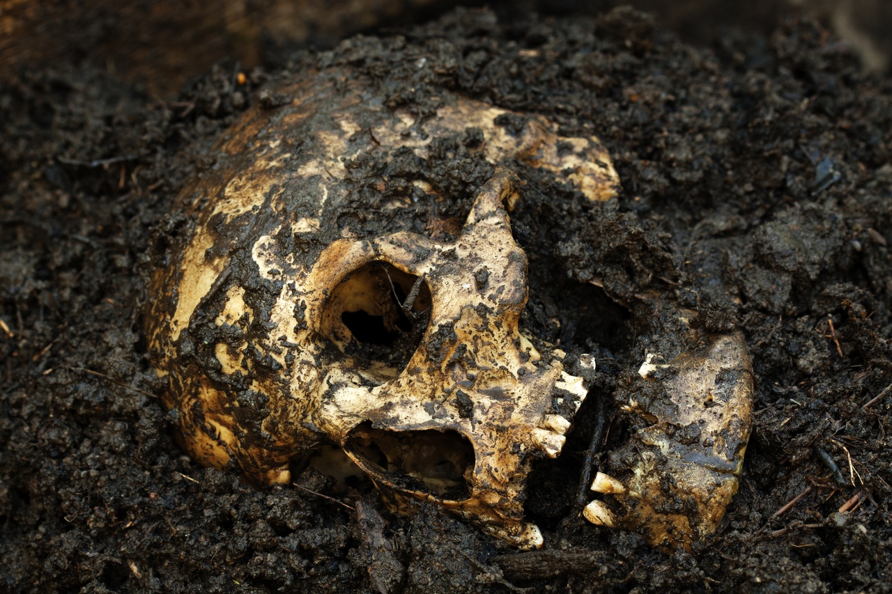 Tablou Canvas: Ecouri ale Timpului (1) - Thumbnail 2