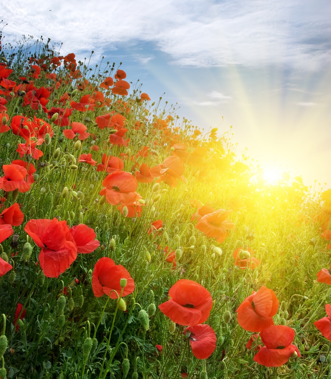 Tablou Canvas: Câmpuri de strălucire - Thumbnail 2