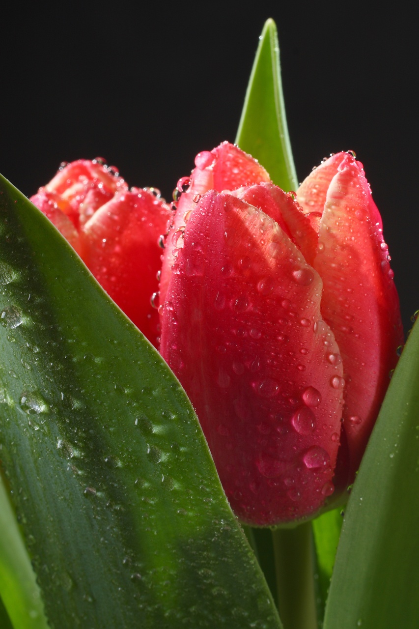 Tablou Canvas: Flori de dimineață - Thumbnail 2