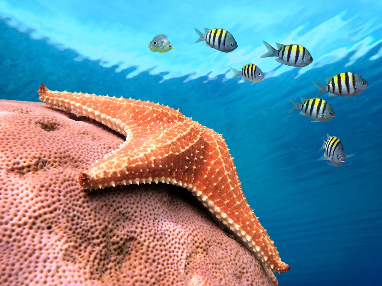 Tablou Canvas: Armonie Oceanică: Serenadă cu Stele de Mare - Thumbnail 2