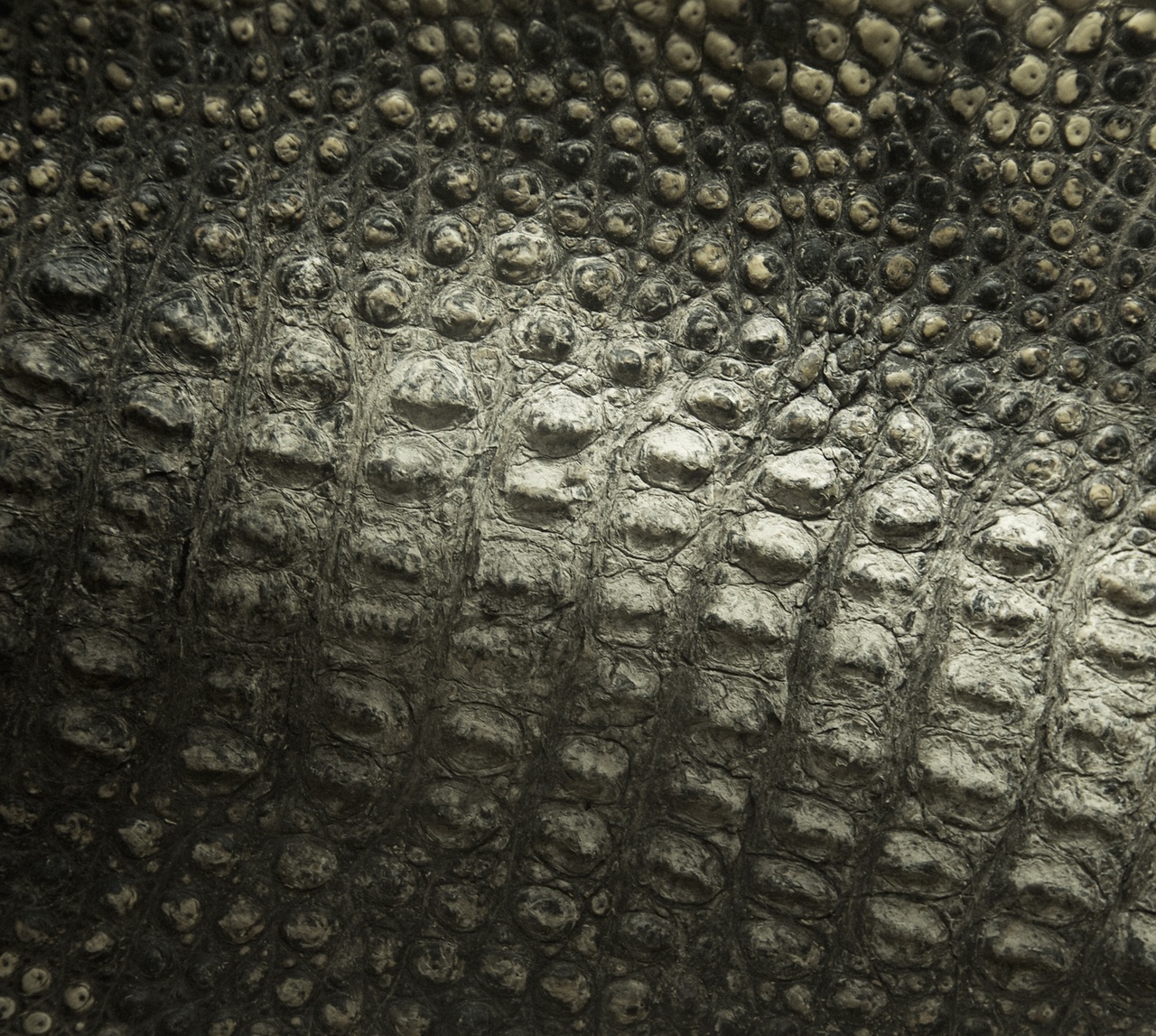 Tablou Canvas: Scara timpului: Armura naturii - Thumbnail 2