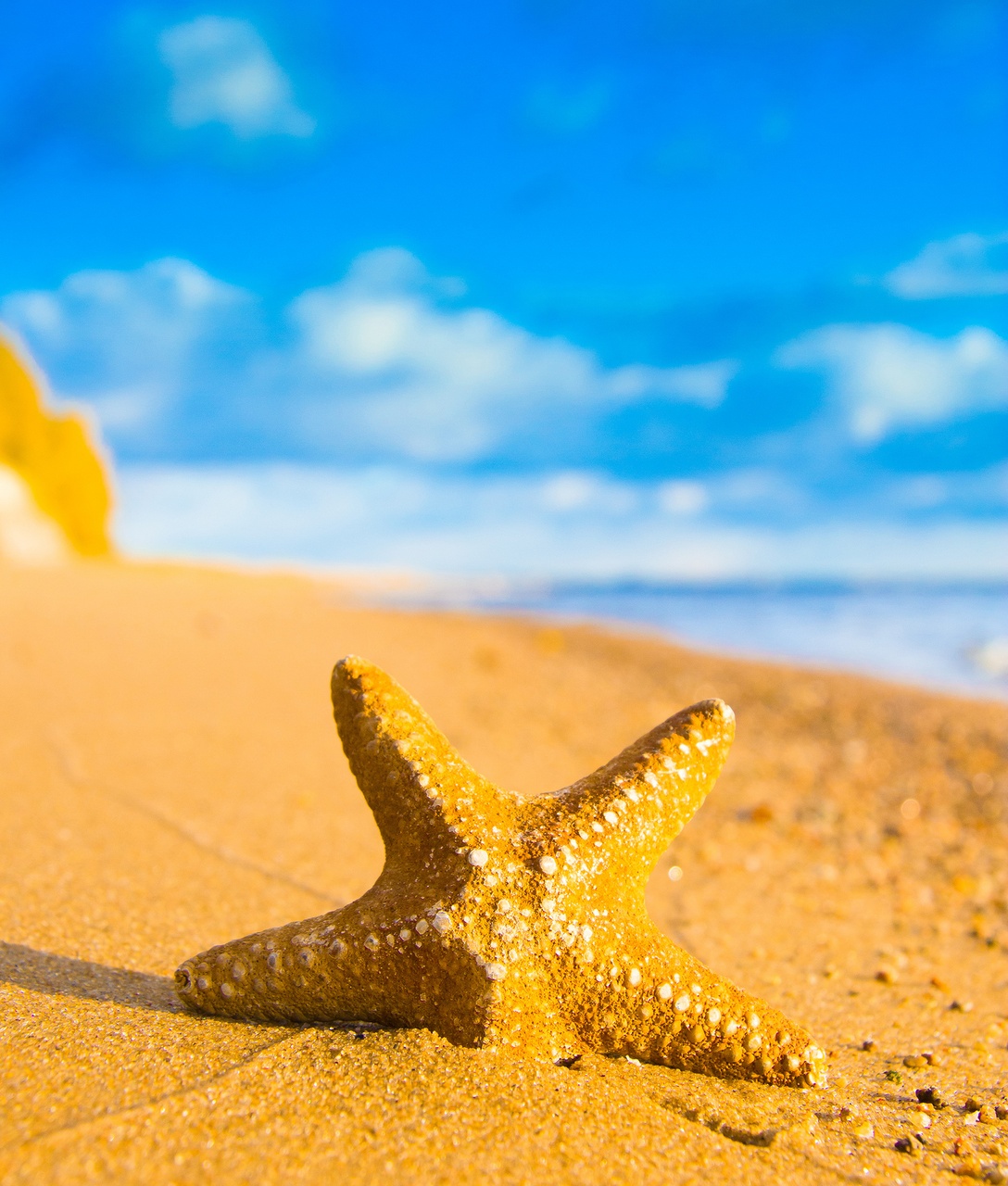 Tablou Canvas: Steaua de pe mal (1) - Thumbnail 2