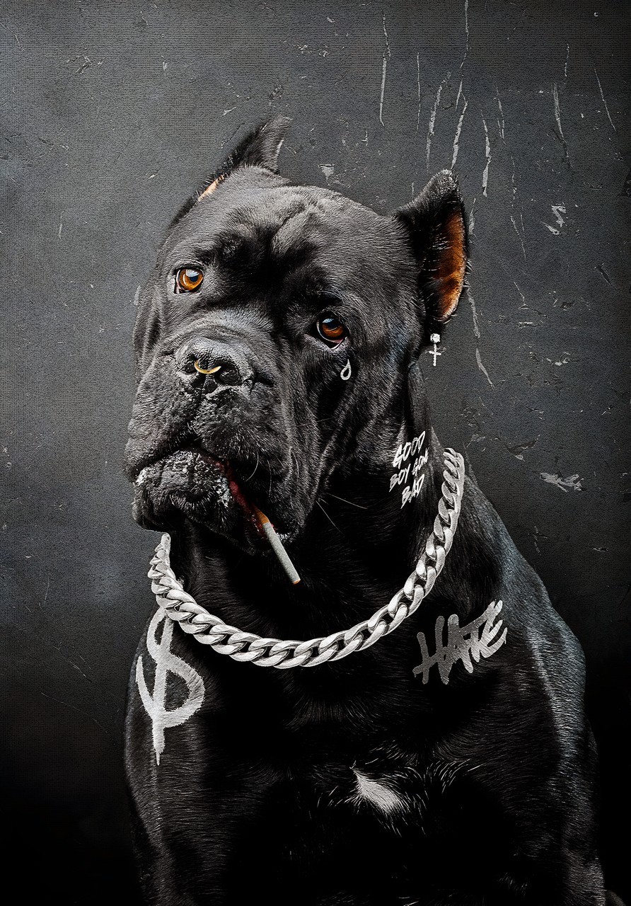 Tablou Canvas: Cățeluș isteț - Thumbnail 2