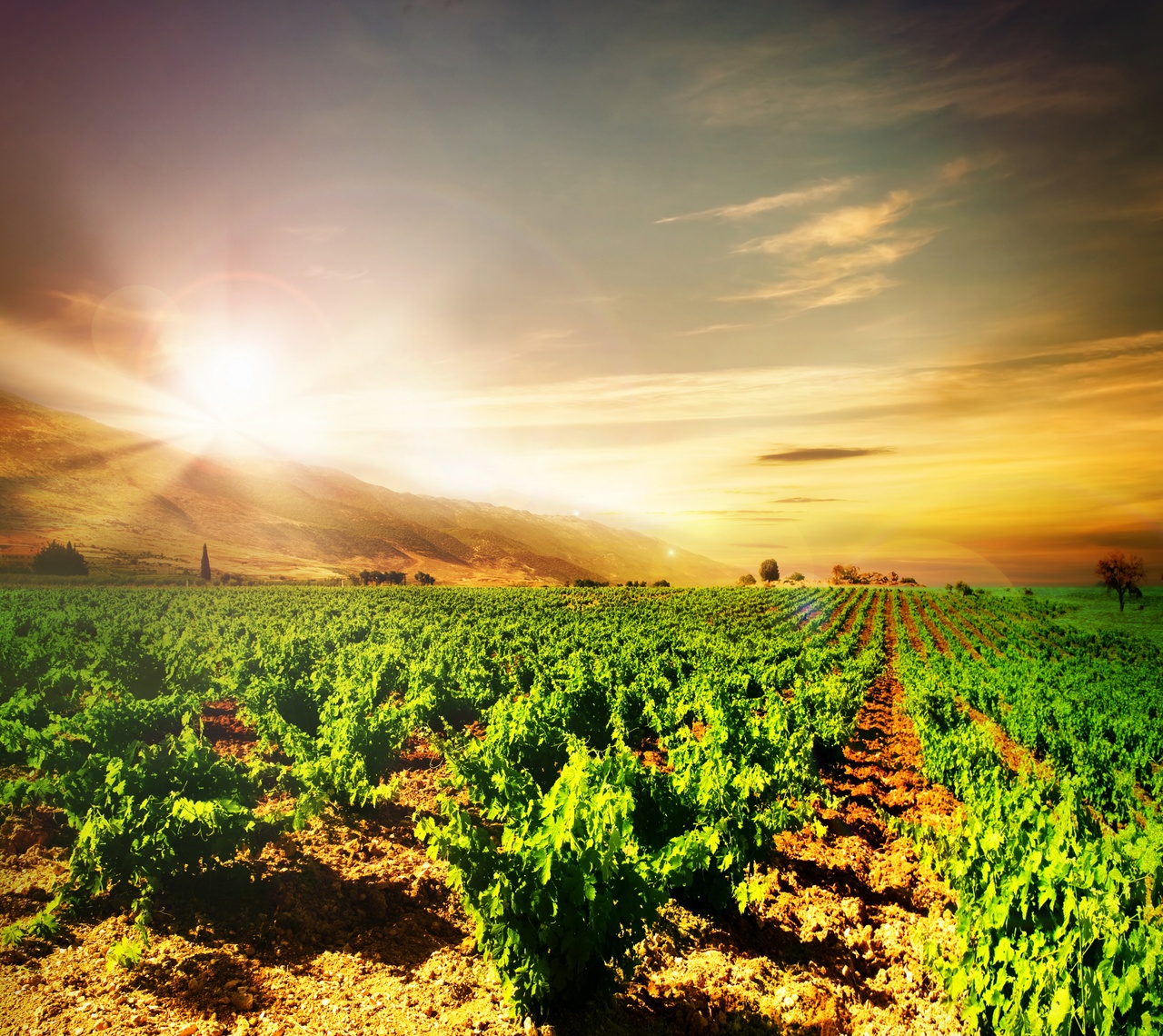 Tablou Canvas: Seninătatea viei îmbătate de soare - Thumbnail 2