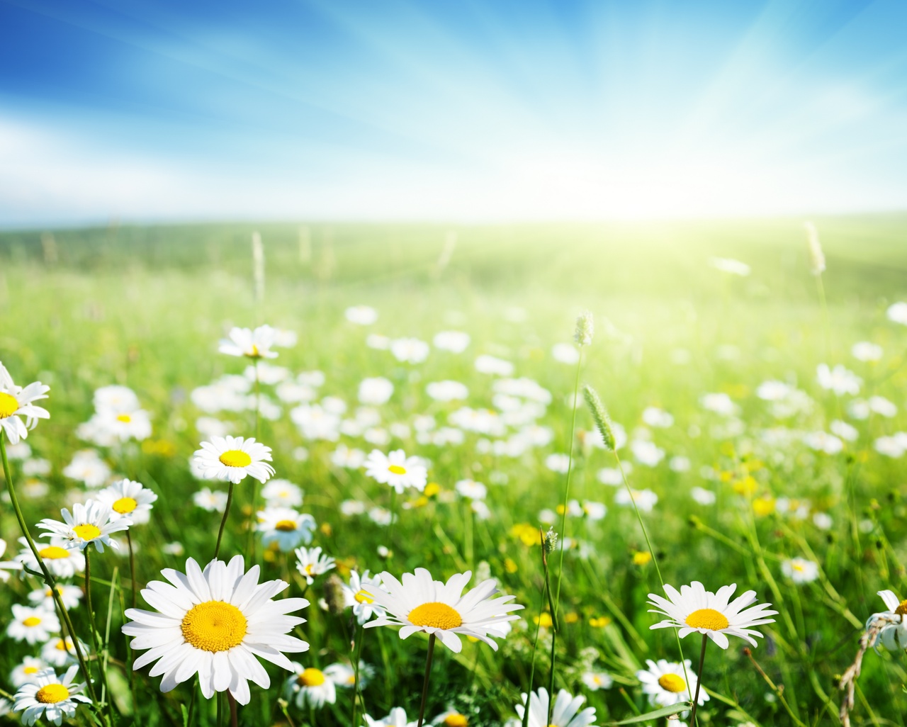 Tablou Canvas: Vis cu margarete luminate de soare - Thumbnail 2