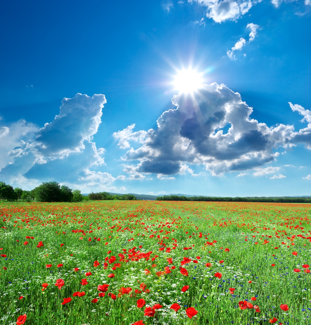 Tablou Canvas: Simfonia luminii soarelui (2) - Thumbnail 2