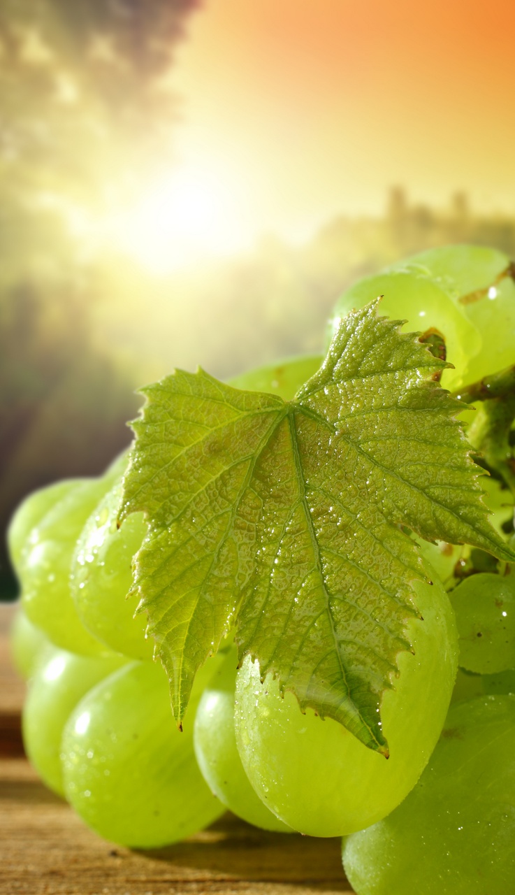 Tablou Canvas: Fericire în vie însorită - Thumbnail 2