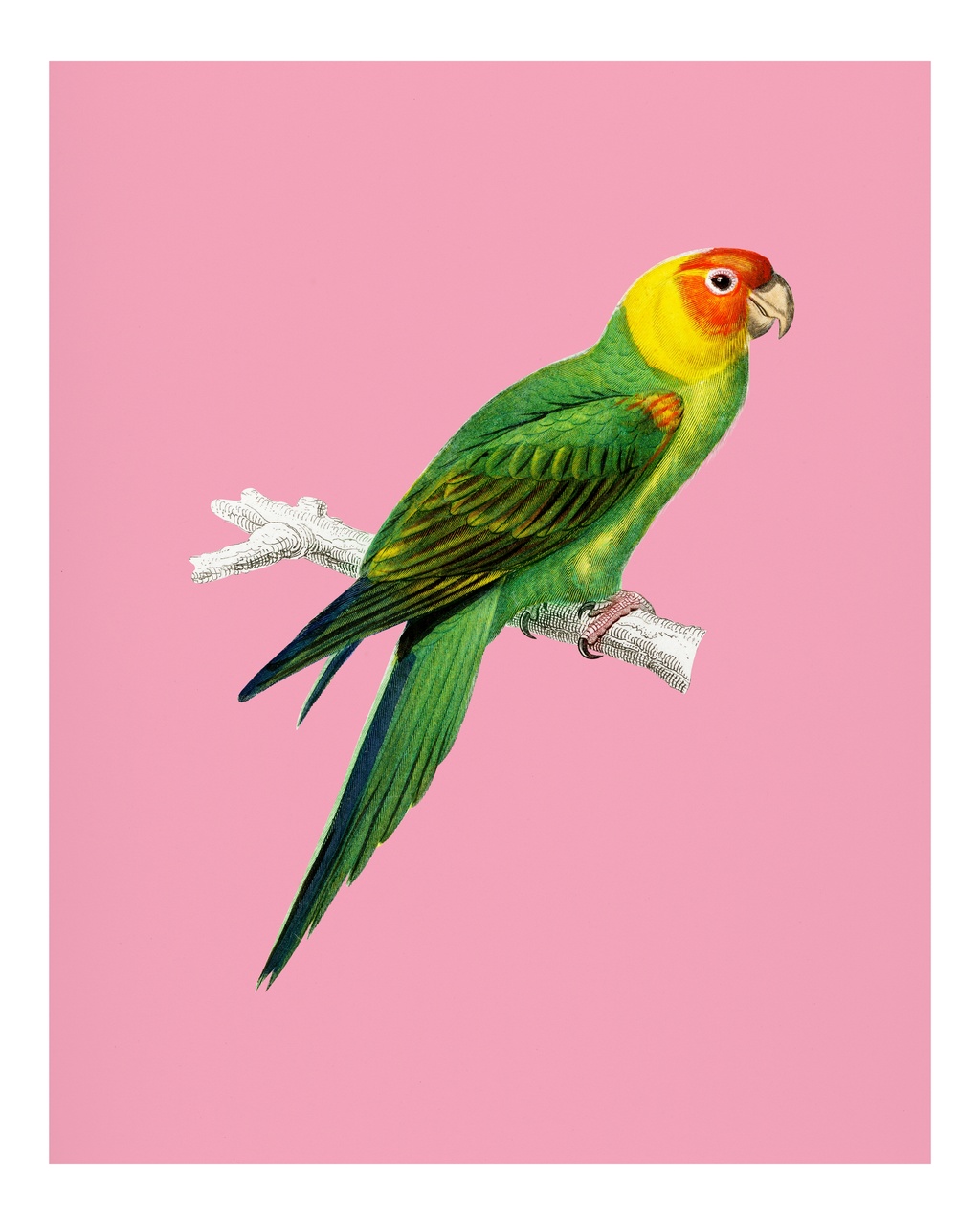 Tablou Canvas: Perch vibrant - Thumbnail 2