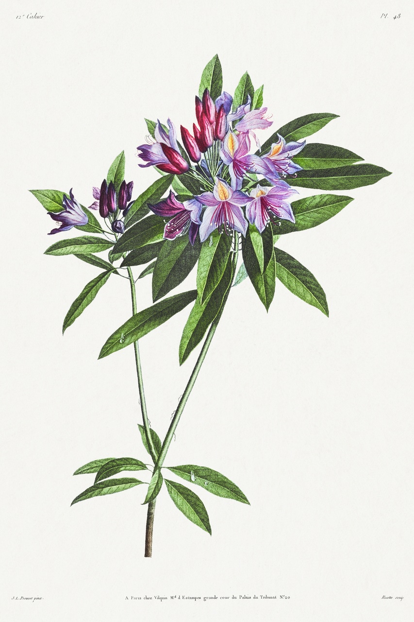 Tablou Canvas: Șoapte de Poezie a Petalelor - Thumbnail 2