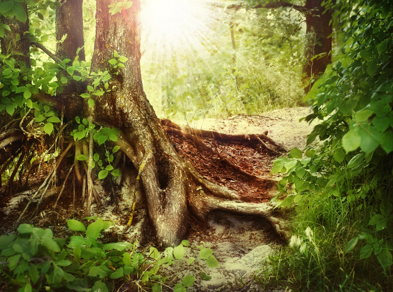 Tablou Canvas: Șoaptele Pădurii Încântate - Thumbnail 2