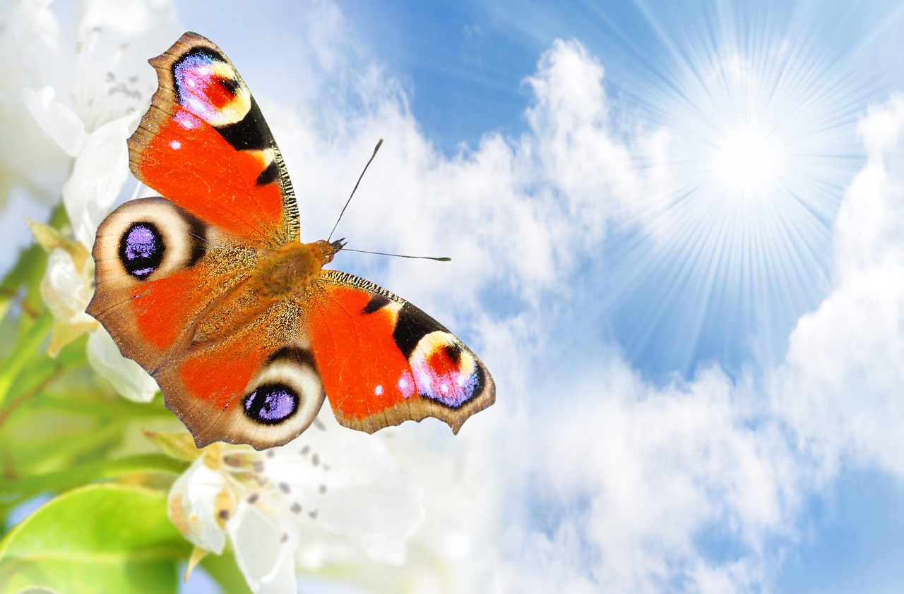 Tablou Canvas: Aripile Minunii - Thumbnail 2