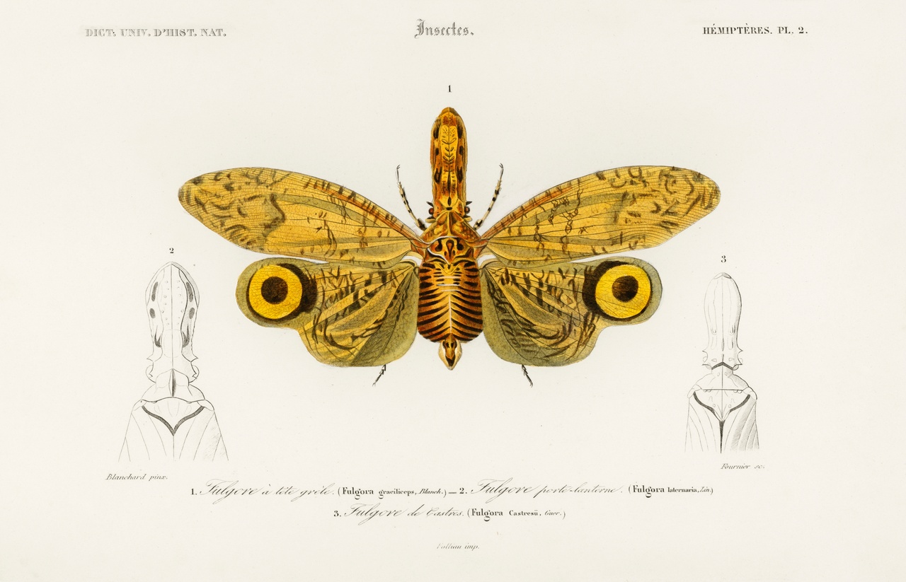 Tablou Canvas: Aripile Minunii (2) - Thumbnail 2