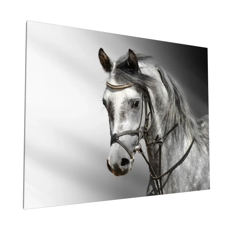 Tablou canvas: Portret Cal Gri în Lumini Contrastante