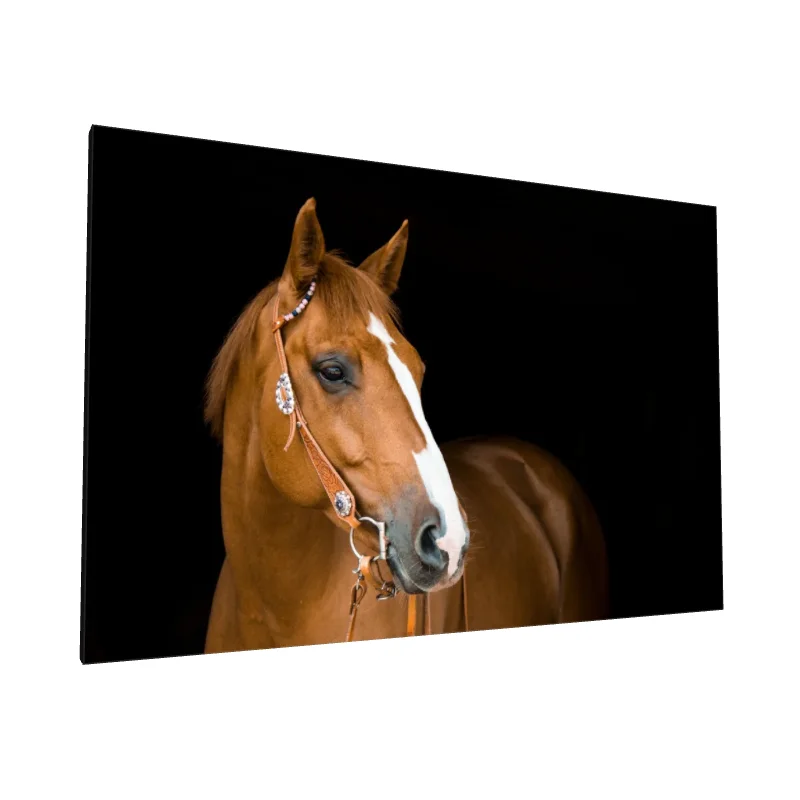 Tablou canvas: Portret de Cal pe Fundal Întunecat
