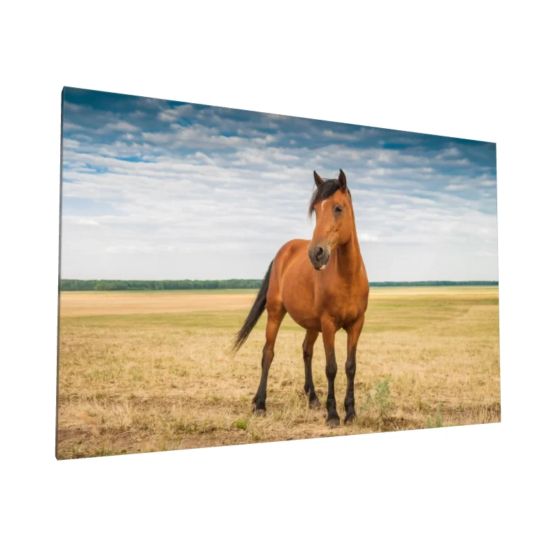 Tablou canvas: Cal în Peisaj Rural Sub Cer Senin