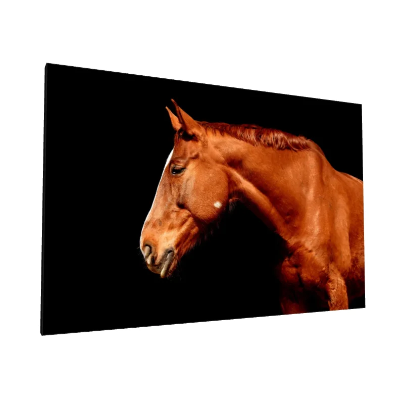 Tablou canvas: Portret Cal Arab pe Fundal Negru